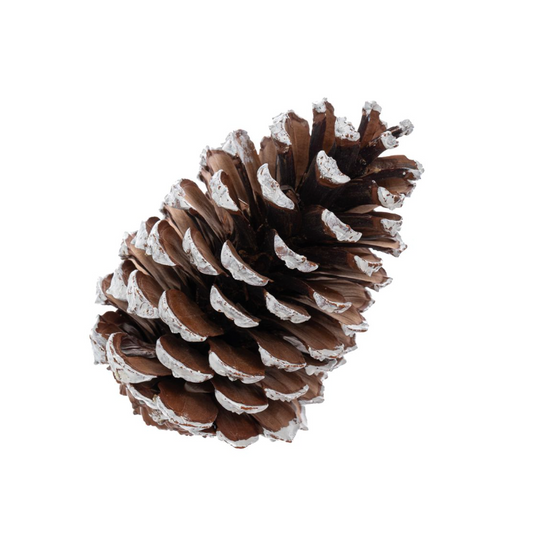 Natural  Snowy Finish Pinecone
